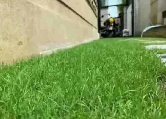 生长环境|黑麦草生长温度是多少度
