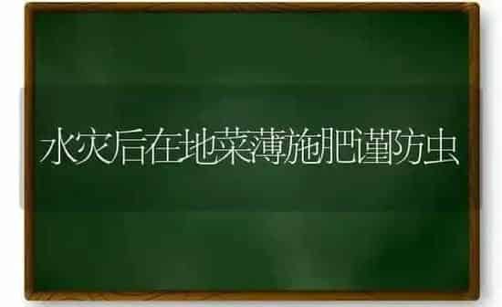 水灾后在地菜薄施肥谨防虫 | 种植肥料施肥