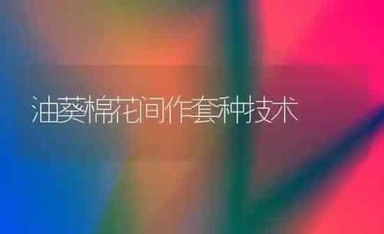 油葵棉花间作套种技术 | 粮油作物种植