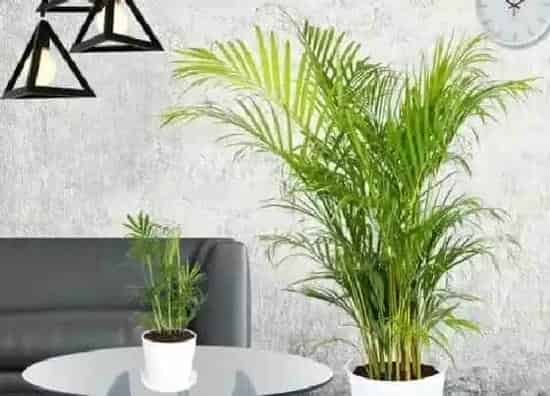 植物价格|凤尾竹多少钱一盆