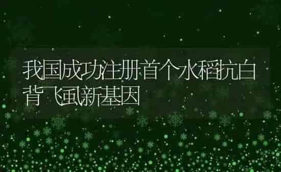 我国成功注册首个水稻抗白背飞虱新基因 | 粮油作物种植