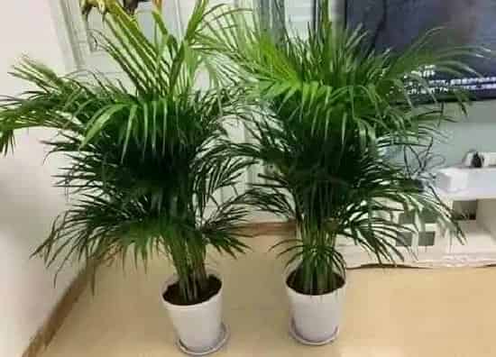 植物价格|凤尾竹多少钱一盆