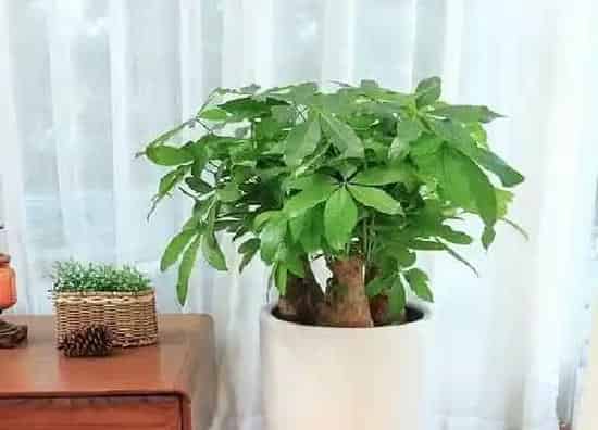 植物浇水|小发财树怎么浇水方法