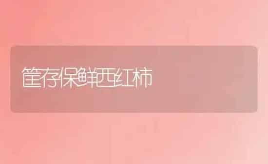筐存保鲜西红柿 | 蔬菜种植