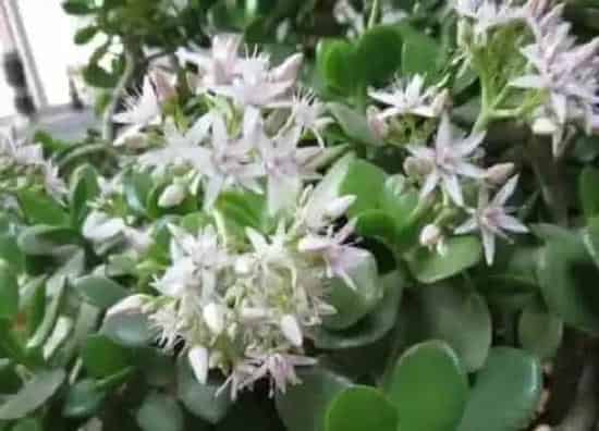 植物百科|燕子掌会开花吗 养多长时间会开花