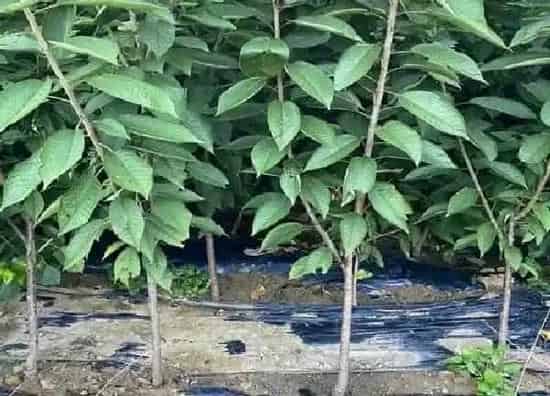 植物移栽|冬天移栽树木能活吗 立冬后种植树苗成活率高吗