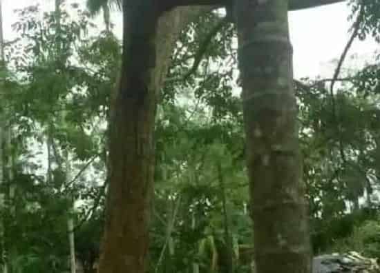 植物种类|铁匠木是什么树 是什么样子的
