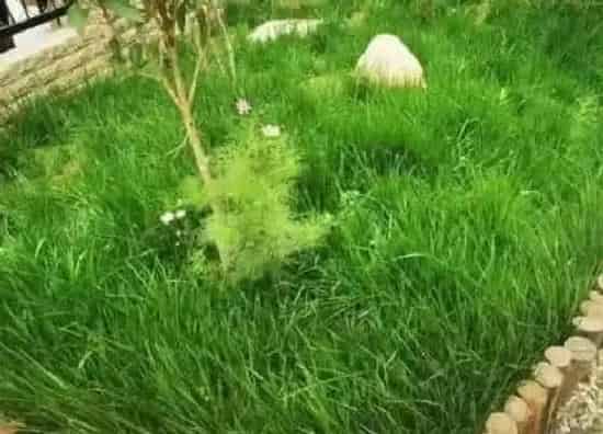 生长环境|黑麦草生长温度是多少度