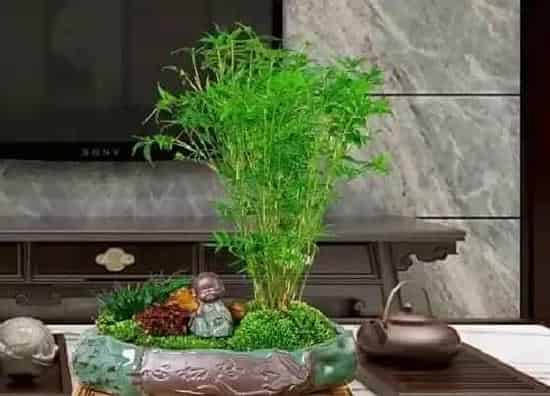 植物价格|凤尾竹多少钱一盆