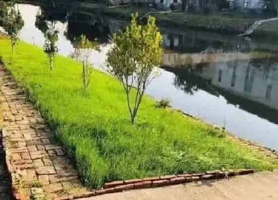 生长环境|黑麦草生长温度是多少度