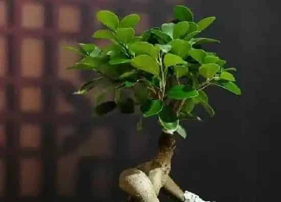 植物浇水|人参榕几天浇一次水 春夏秋冬各不同