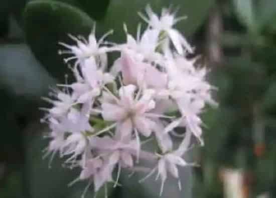 植物百科|燕子掌会开花吗 养多长时间会开花