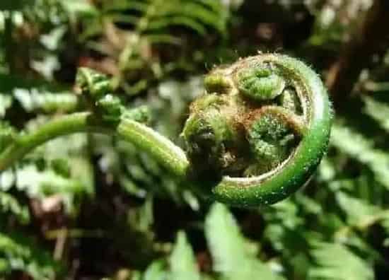 植物种类|蕨类是草本植物吗