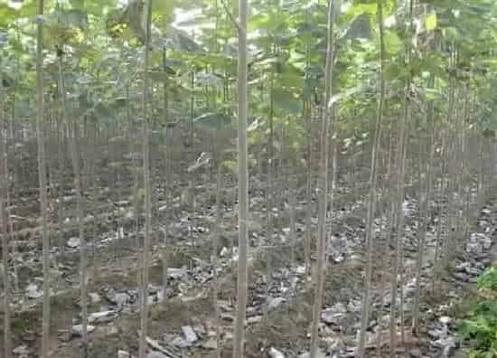 植物移栽|冬天移栽树木能活吗 立冬后种植树苗成活率高吗