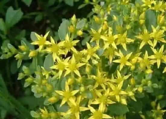 植物百科|耐旱的庭院花卉有哪些