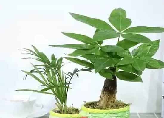植物浇水|小发财树怎么浇水方法
