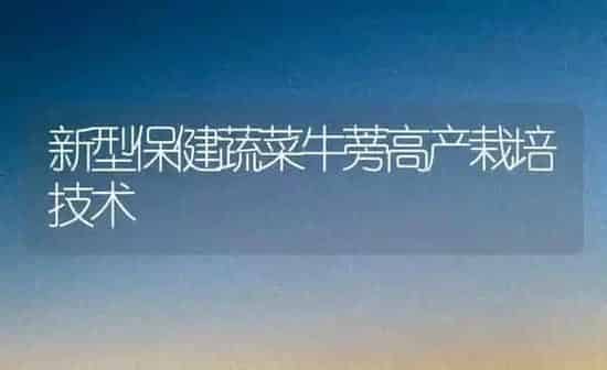 新型保健蔬菜牛蒡高产栽培技术 | 蔬菜种植