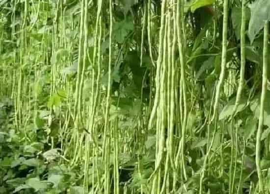 果实成熟|豆角什么季节成熟 在几月份成熟收获