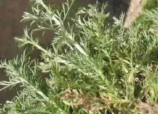 植物百科|茵陈在农村叫什么名字