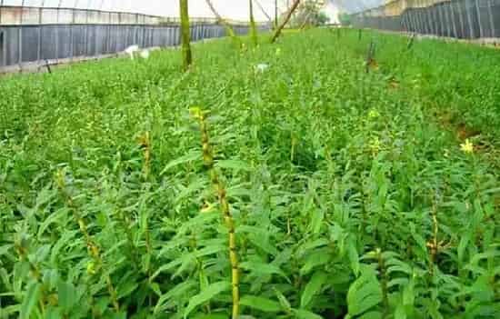 植物产地|铁皮石斛的产地哪里好（全国霍山石斛哪里是正宗最好）