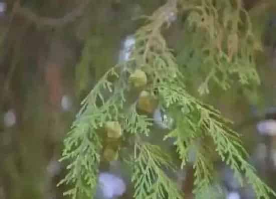 种子|百香籽是什么植物的种子