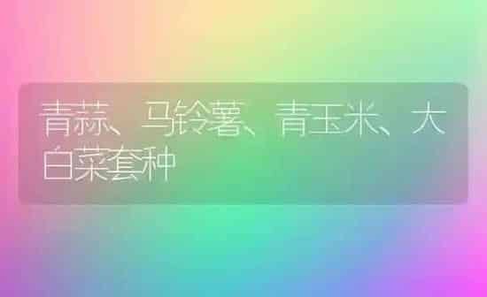 青蒜、马铃薯、青玉米、大白菜套种 | 粮油作物种植