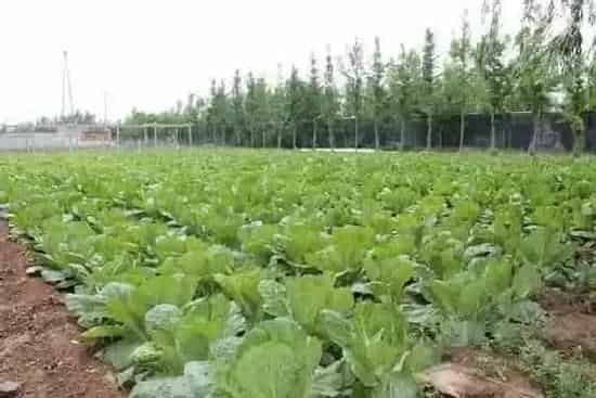 种植方法|西兰花种植时间和方法 高产栽培技术与管理措施