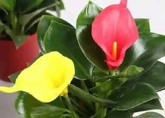 植物百科|金钻花开花吗 开花能开多长时间