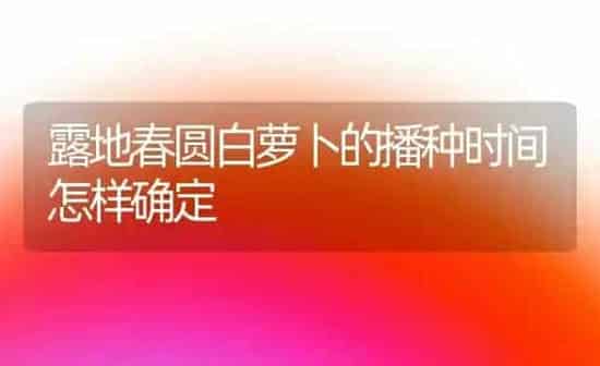 露地春圆白萝卜的播种时间怎样确定 | 蔬菜种植