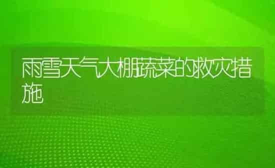 雨雪天气大棚蔬菜的救灾措施 | 蔬菜种植