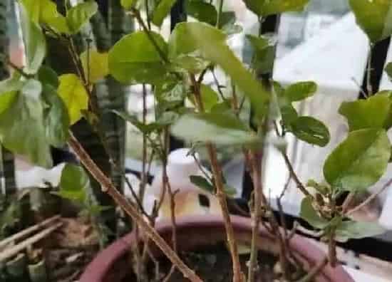 养殖科普|茉莉开花后怎么处理 开完花后适当修剪