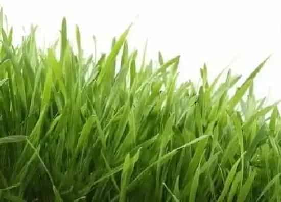 植物文学|小草的生长过程