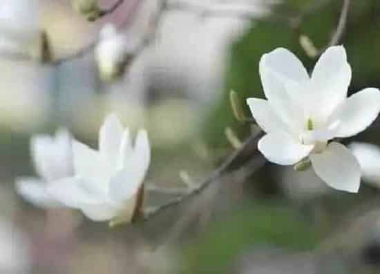 植物繁殖|玉兰怎么繁殖方法和注意事项