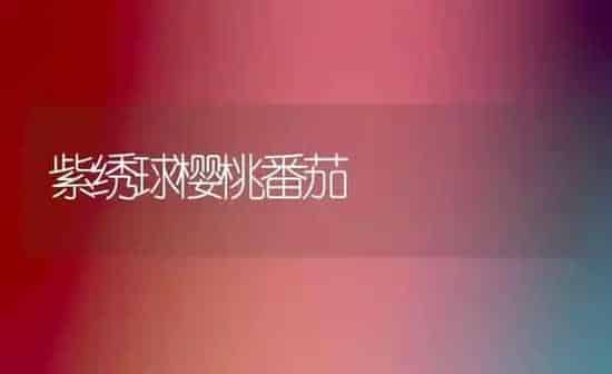 紫绣球樱桃番茄 | 瓜果种植