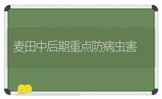 麦田中后期重点防病虫害 | 种植病虫害防治