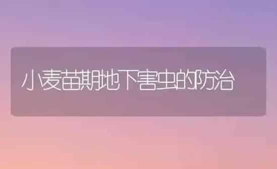 小麦苗期地下害虫的防治 | 粮油作物种植