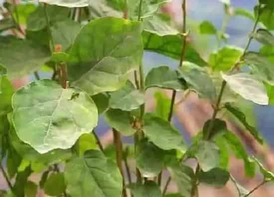 植物虫害|茉莉花病虫害防治技术与方法措施