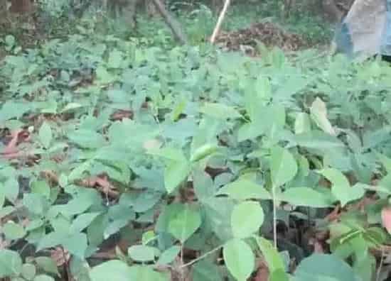 生长环境|牛大力的生长环境及生长地方条件
