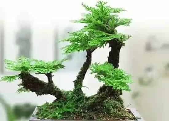 植物百科|卷柏属于什么类植物 属于多年生草本蕨类植物