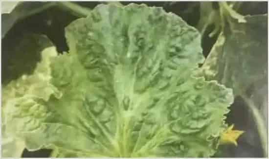 甜瓜叶面有浅褐色病斑是什么病导致的 | 种植施肥