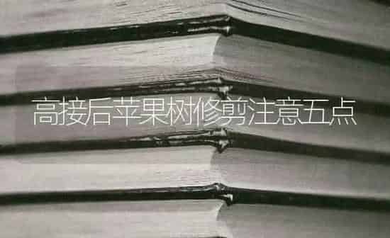 高接后苹果树修剪注意五点 | 瓜果种植