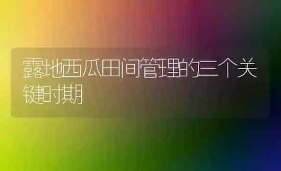 露地西瓜田间管理的三个关键时期 | 瓜果种植