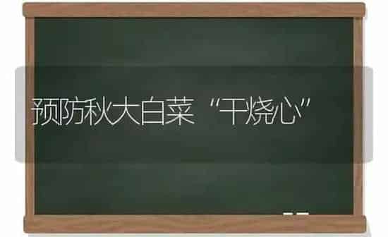 预防秋大白菜“干烧心” | 蔬菜种植