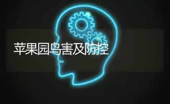 苹果园鸟害及防控 | 瓜果种植