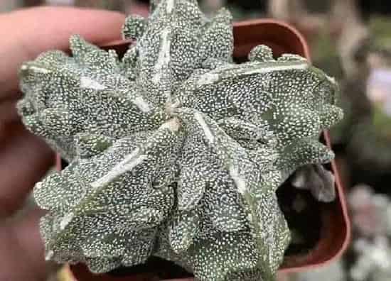 植物浇水|鸾凤玉多久浇一次水