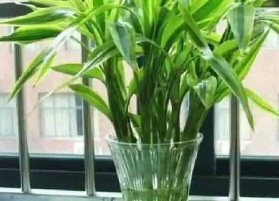 养殖方法|朱蕉怎么水养