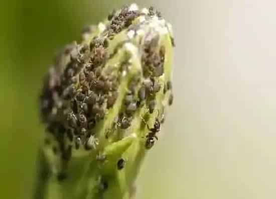 植物虫害|农作物病虫害防治技术与方法措施
