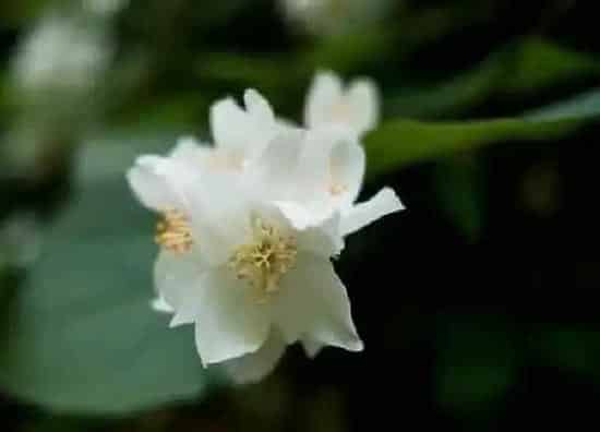 植物浇水|隔夜茶叶水适合浇什么花