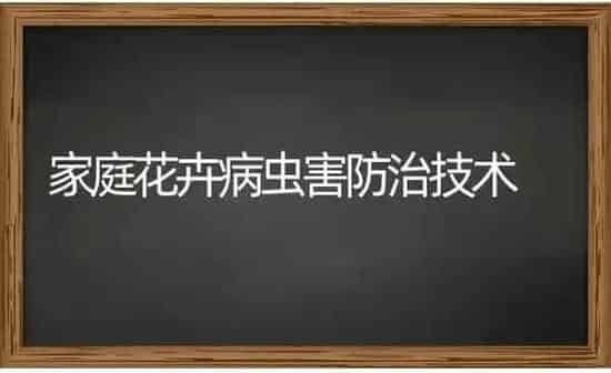 家庭花卉病虫害防治技术 | 种植病虫害防治