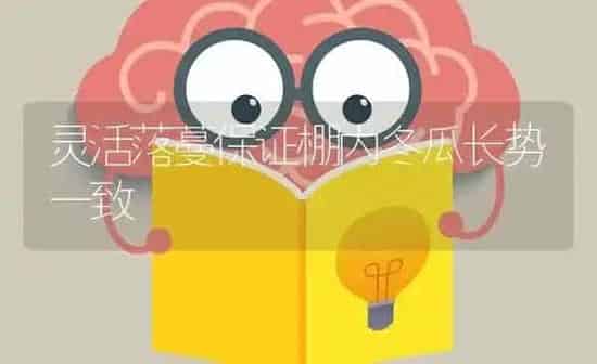 灵活落蔓保证棚内冬瓜长势一致 | 蔬菜种植